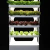 How to create a hydroponic setup at home