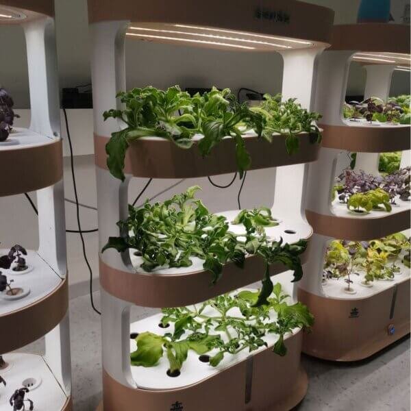 Home Hydroponics Kit