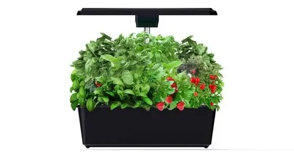 Indoor Plant Growth Systems