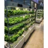 Affordable hydroponic systems for families