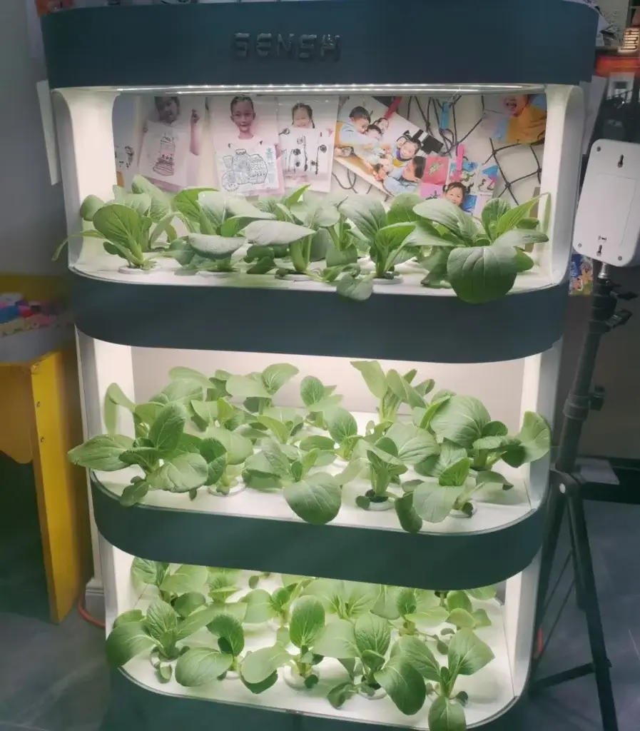 Hydroponic Kits for Homes